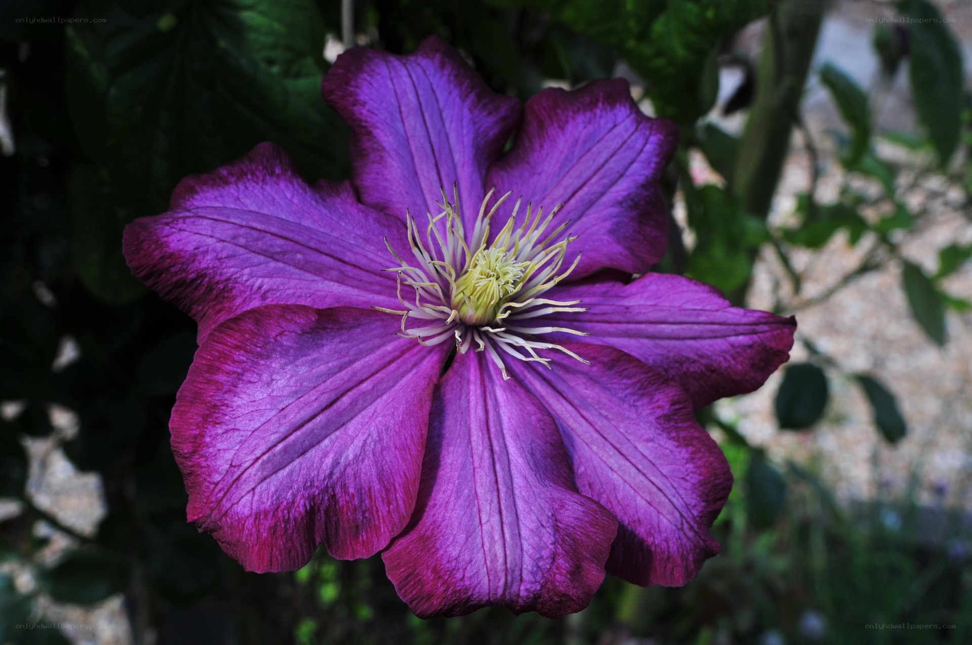 Purple clematis flower