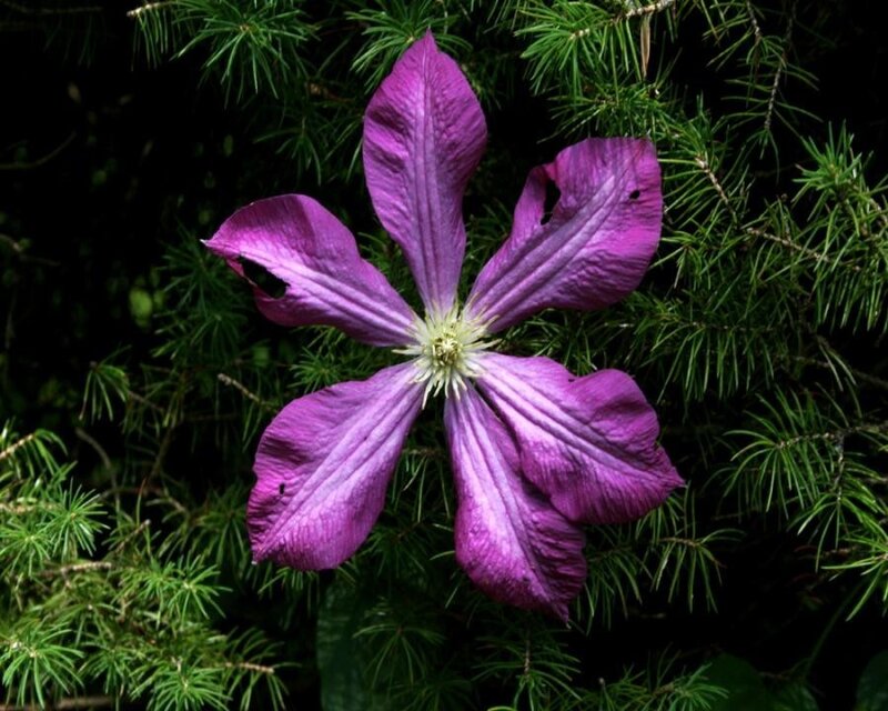 purple clematis flower