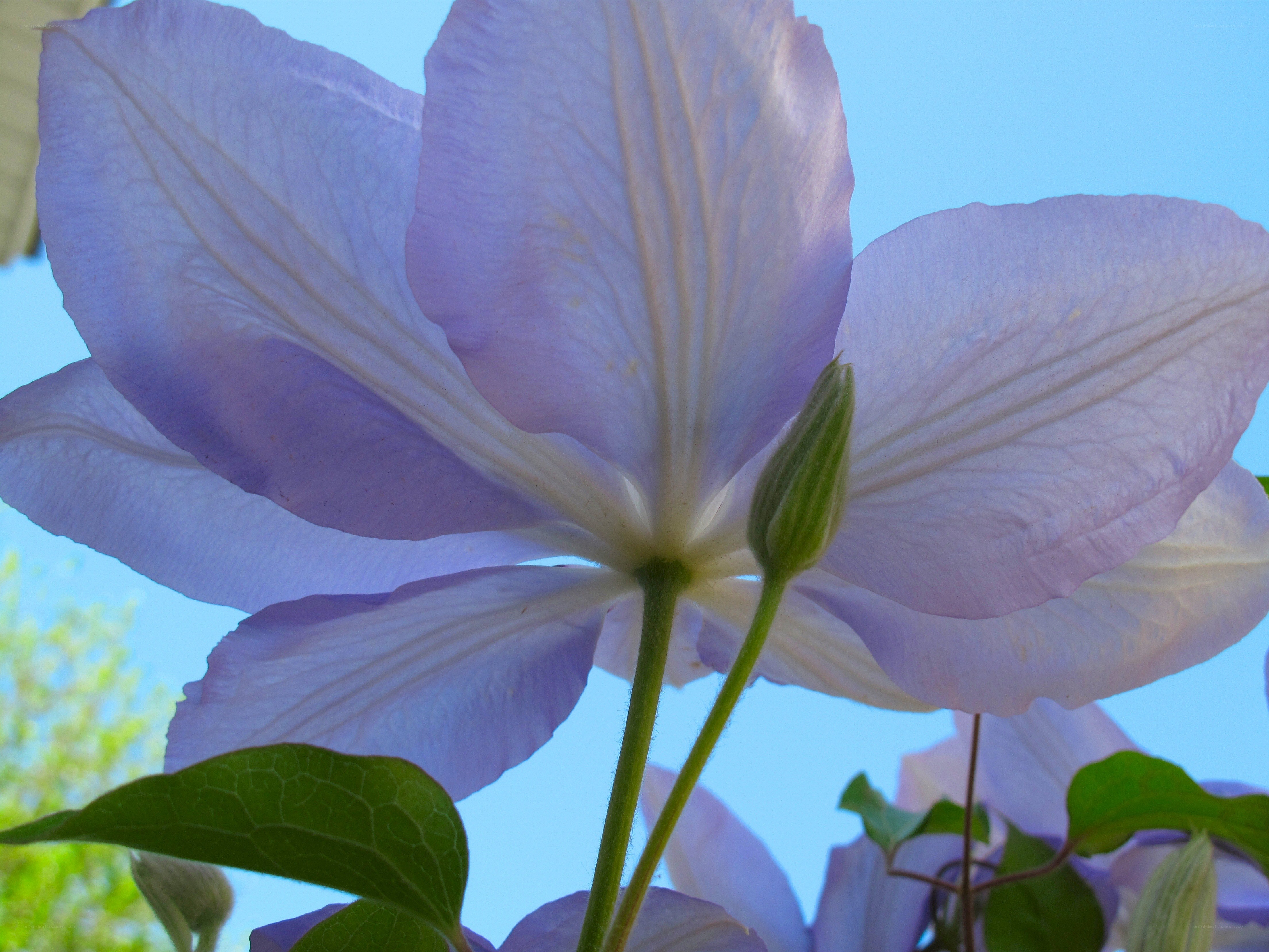purple clematis flower