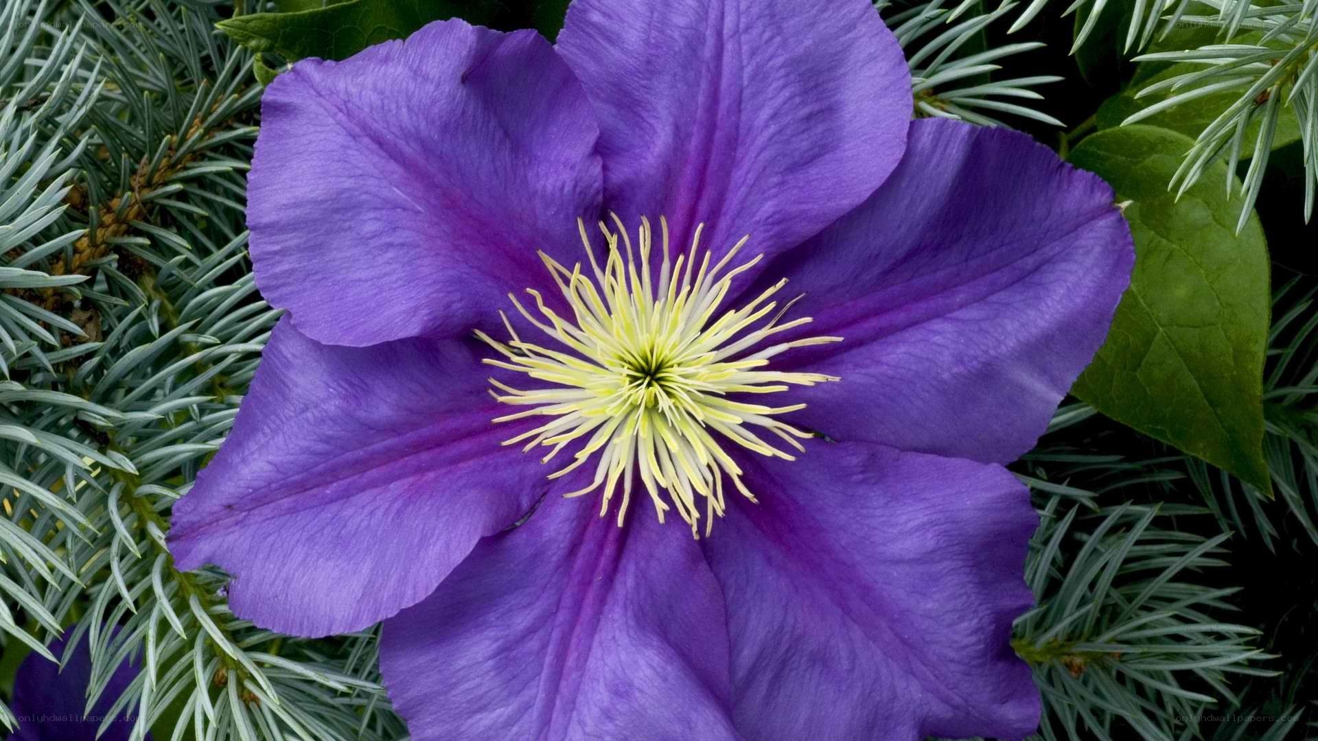 purple clematis flower