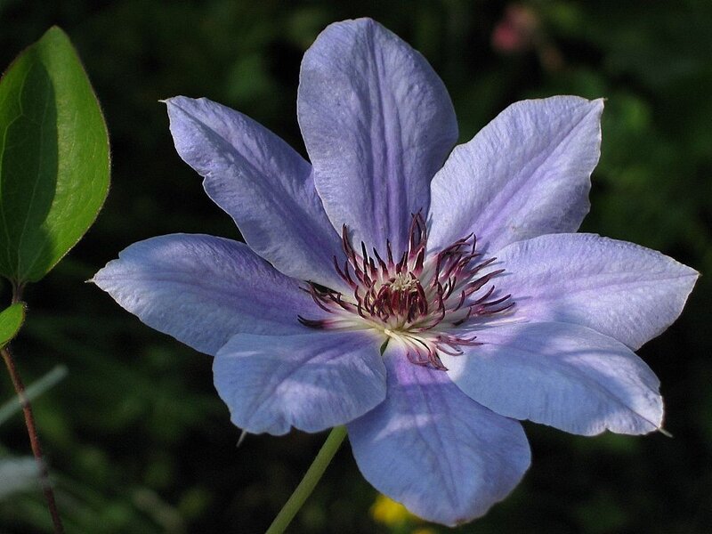 Purple Clematis Flower — Blue, Calm