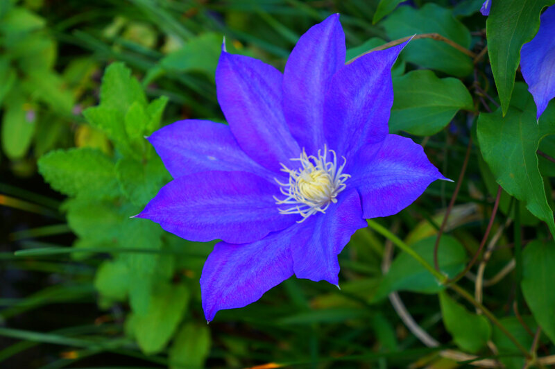 Purple Clematis Flower — Blue, Serene
