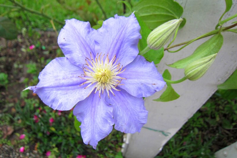 Purple Clematis Flower — Calm, Afternoon, Photograph, Buds