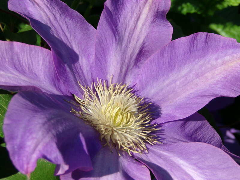 Purple Clematis Flower — Calm, Afternoon, Photograph, Petals
