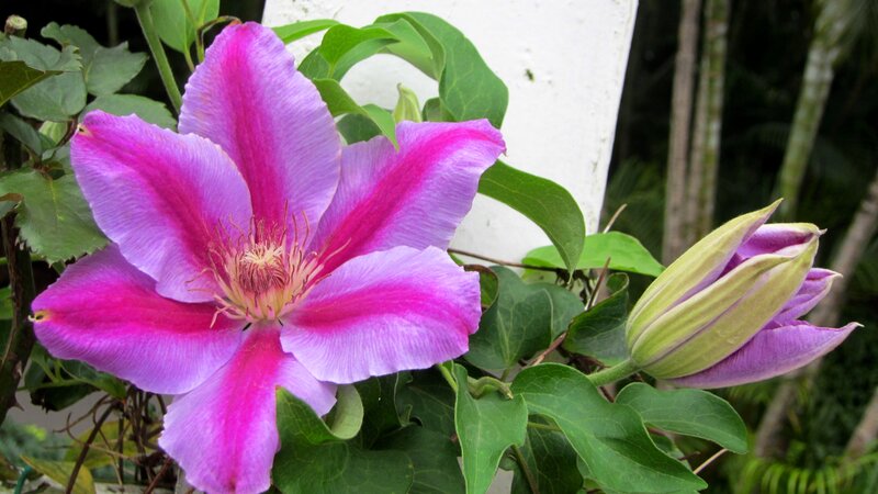 Purple Clematis Flower — Calm, Afternoon