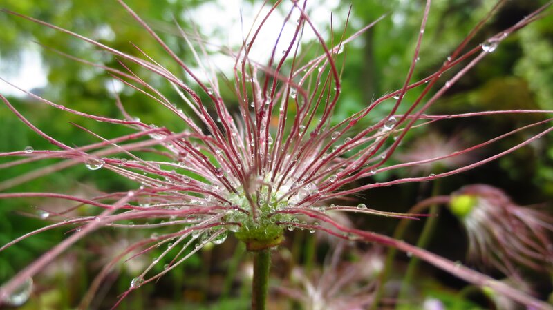 Purple Clematis Flower — Calm, Morning