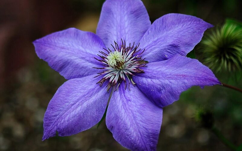 Purple Clematis Flower — Calm, Photograph, Flower Center