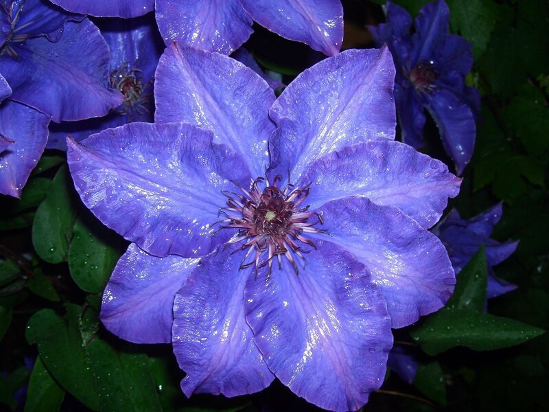 Purple Clematis Flower — Calm, Photograph, Leaves