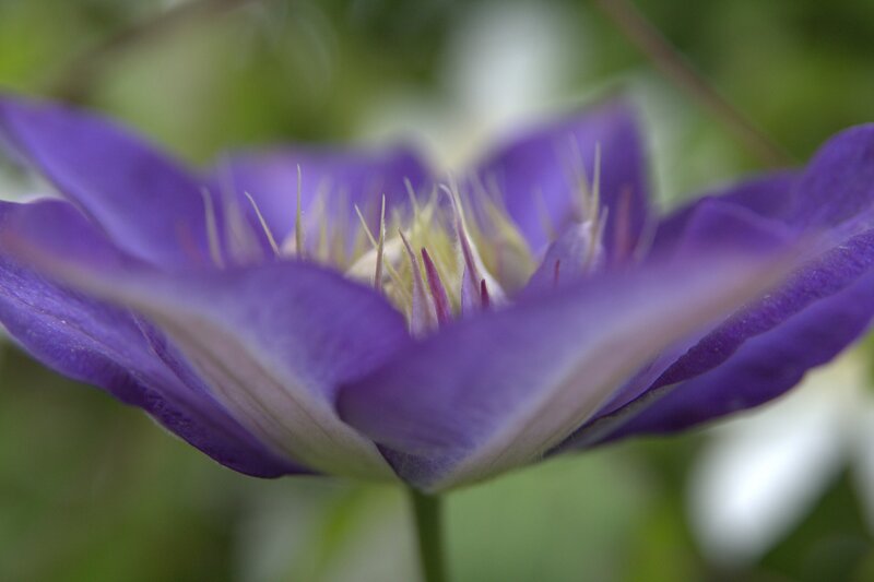 Purple Clematis Flower — Calm, Photograph, Petals, Stamen, Green Background