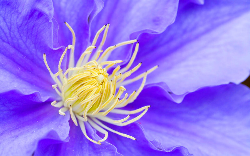Purple Clematis Flower — Calm, Photograph, Petals, Stamen