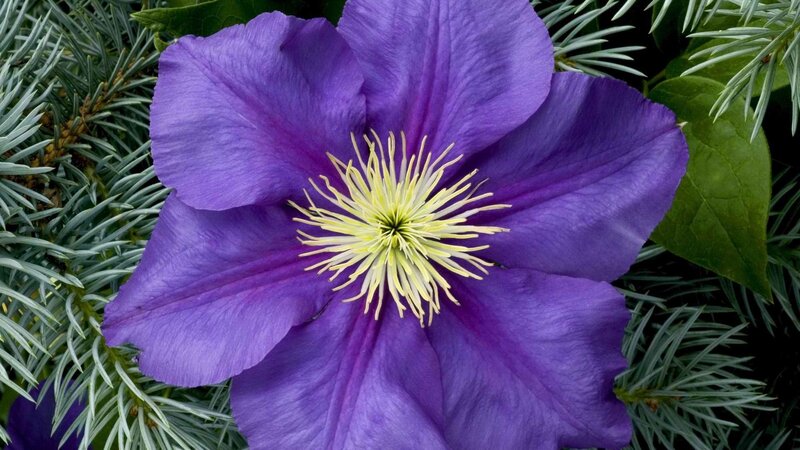 Purple Clematis Flower — Calm, Photograph, Pine Needles, Green Leaf