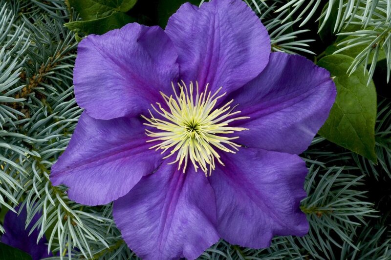 Purple Clematis Flower — Calm, Photograph, Pine Needles