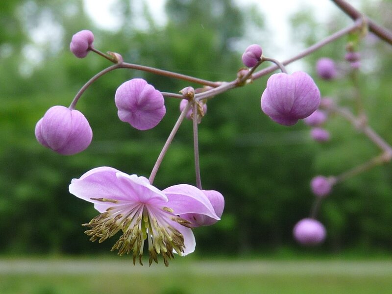 Purple Clematis Flower — Calm, Spring, Photograph, Buds