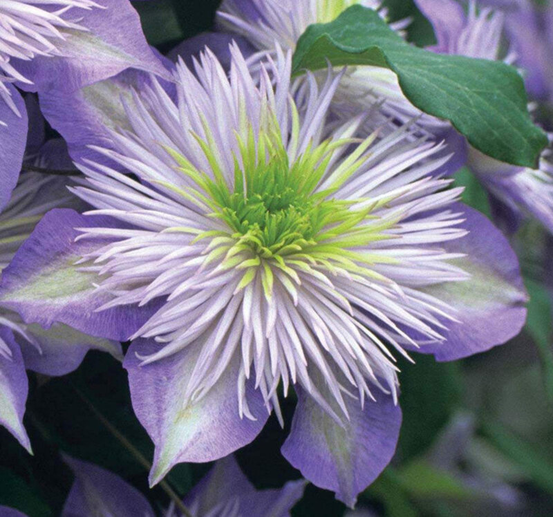 Purple Clematis Flower — Calm, Spring, Photograph, Green Leaves