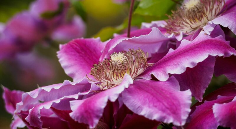 Purple Clematis Flower — Calm, Spring, Photograph, Petals