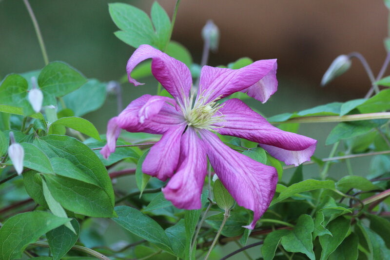 Purple Clematis Flower — Calm, Spring