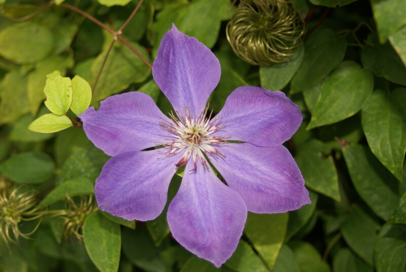 Purple Clematis Flower — Calm, Summer, Photograph, Green Leaves, Flower Center