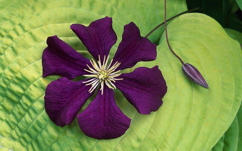 Purple Clematis Flower — Calm, Summer, Photograph, Leaf