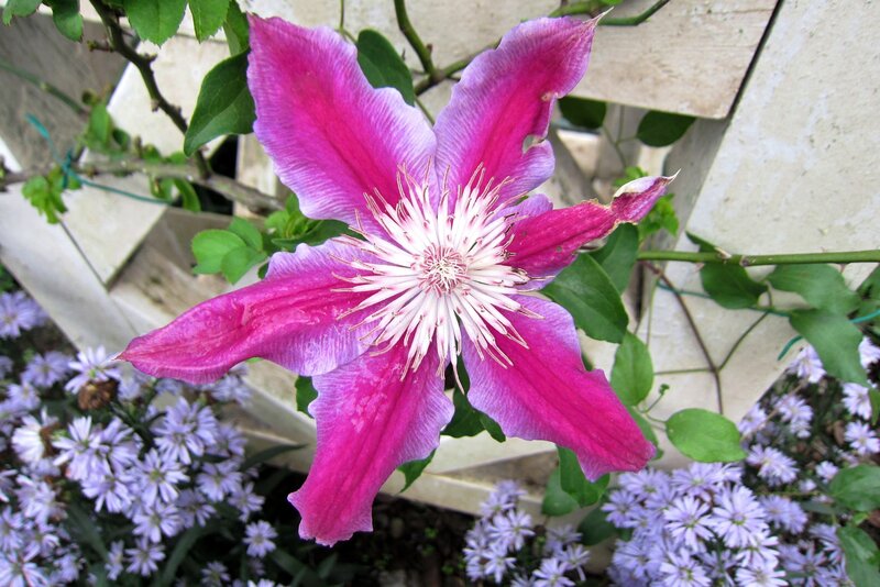 Purple Clematis Flower — Calm, Summer, Photograph