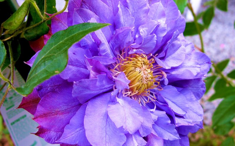 Purple Clematis Flower — Calm, Summer
