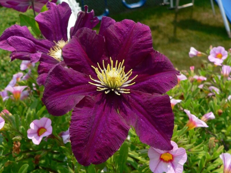 Purple Clematis Flower — Calm