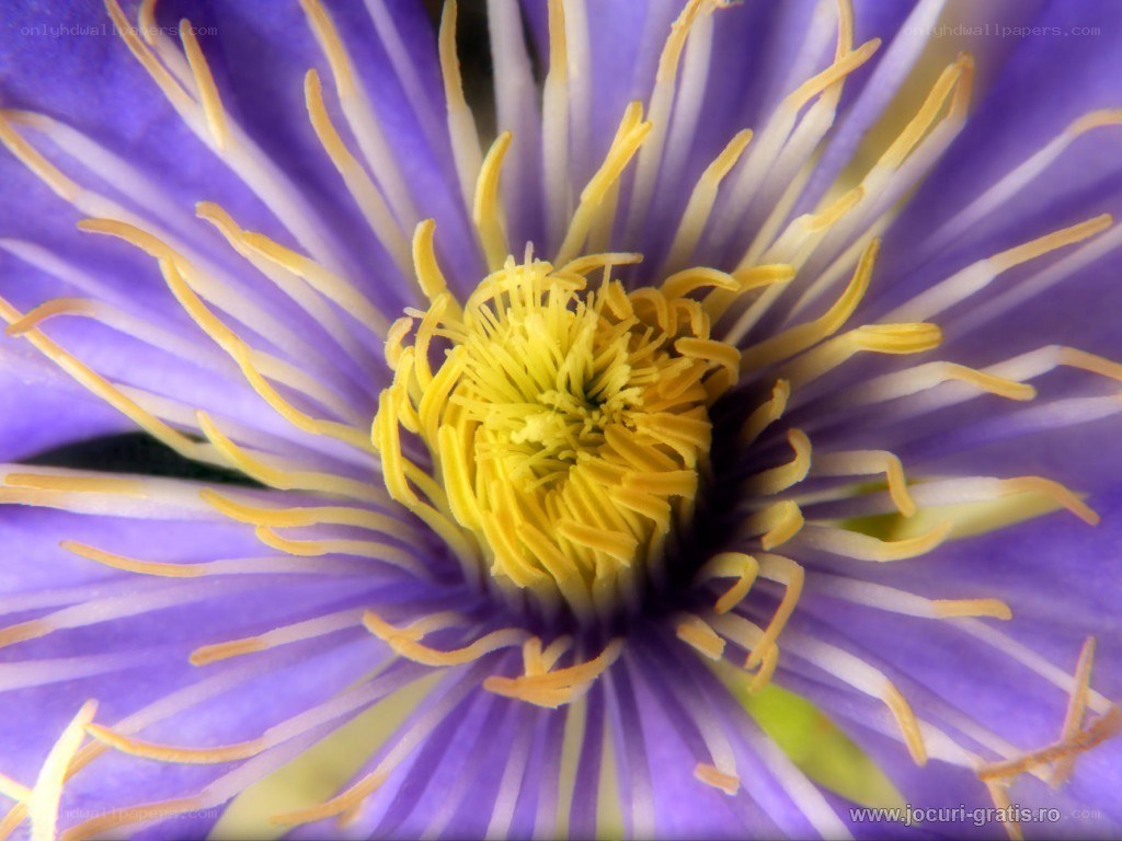 purple clematis flower center