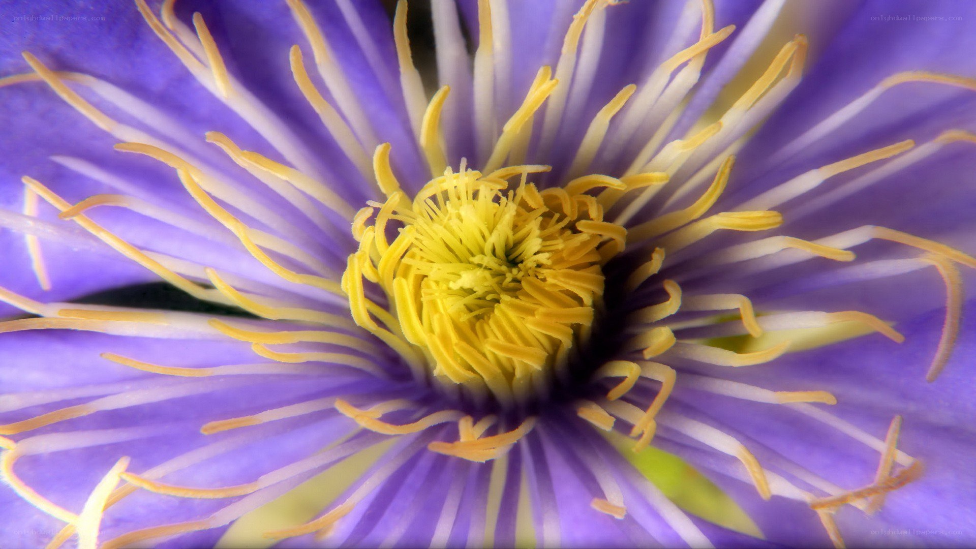 purple clematis flower center
