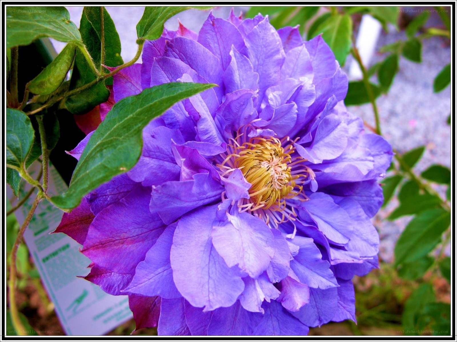 purple clematis flower close-up