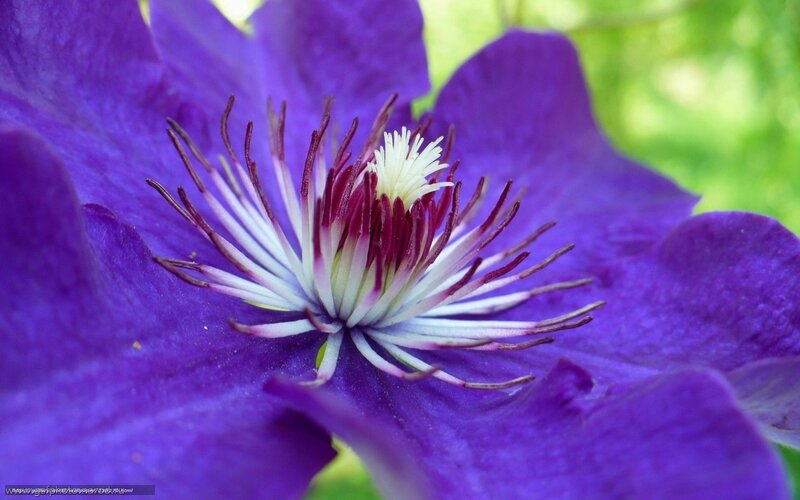 purple clematis flower close-up