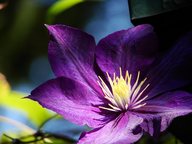 Purple clematis flower close-up