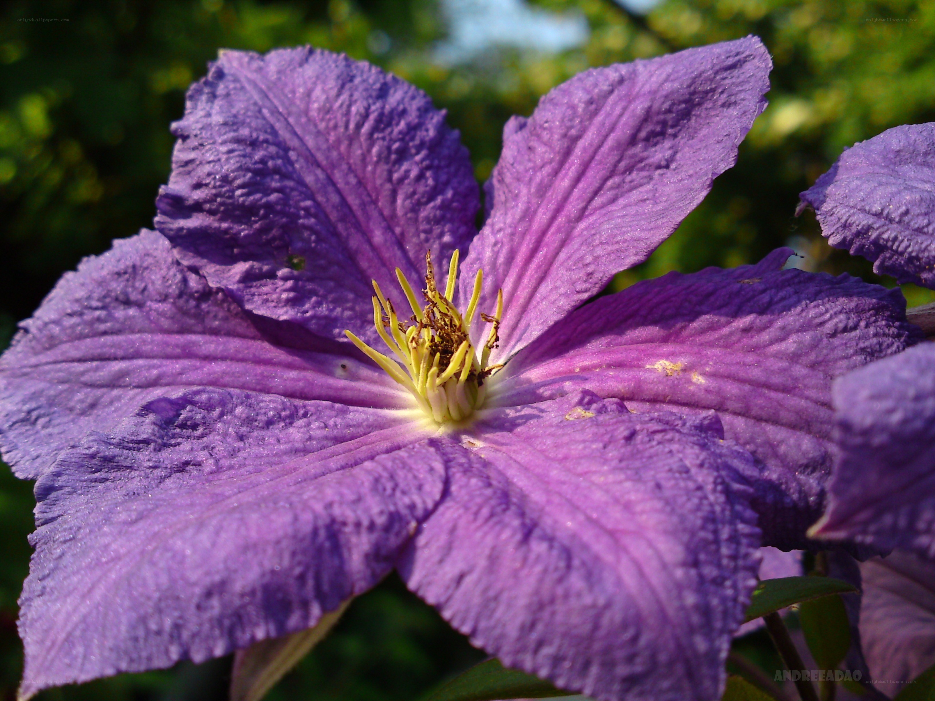 Purple clematis flower close-up