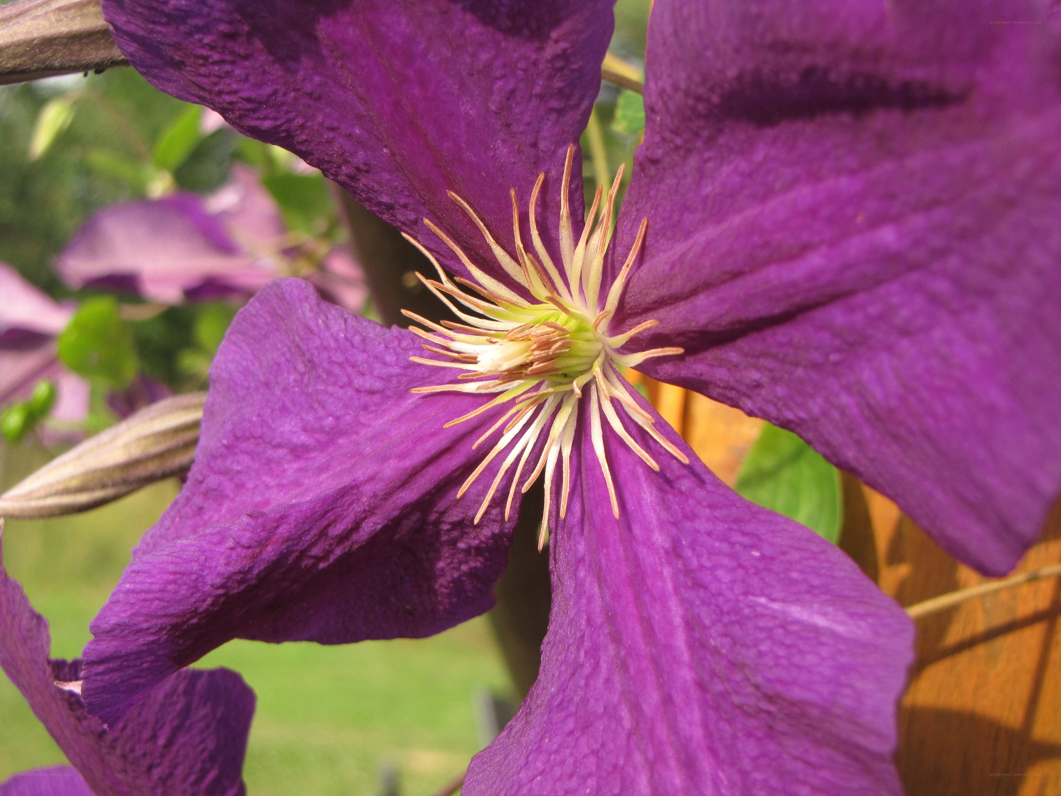 purple clematis flower close-up