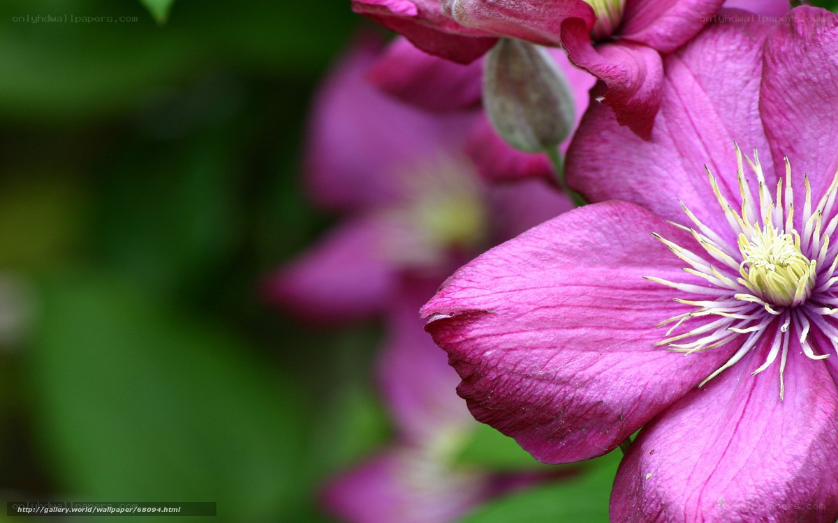 purple clematis flower close-up