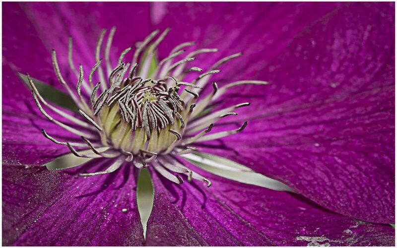 Purple Clematis Flower — Detailed