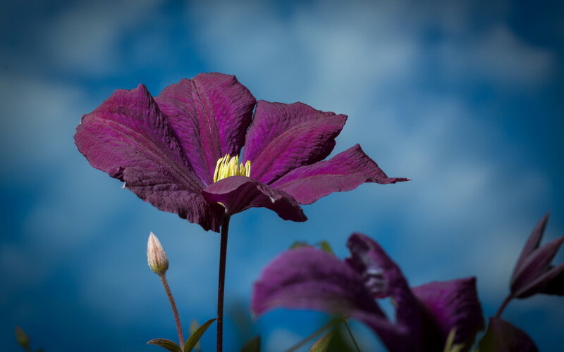 Purple Clematis Flower — Dramatic, Afternoon, Photograph, Flower Bud