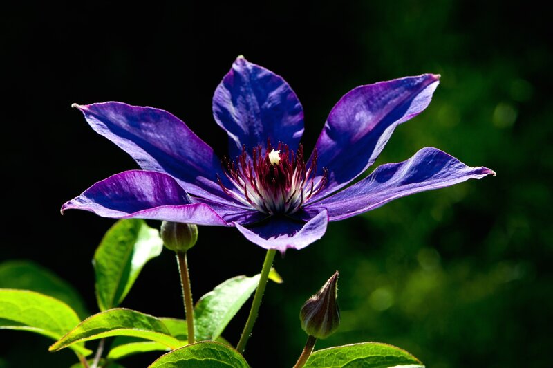 Purple Clematis Flower — Dramatic, Afternoon, Photograph