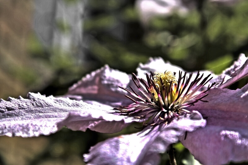 Purple Clematis Flower — Dramatic, Afternoon