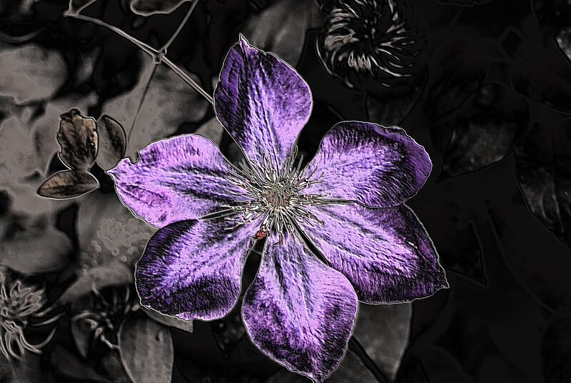 Purple Clematis Flower — Dramatic, Digital Art