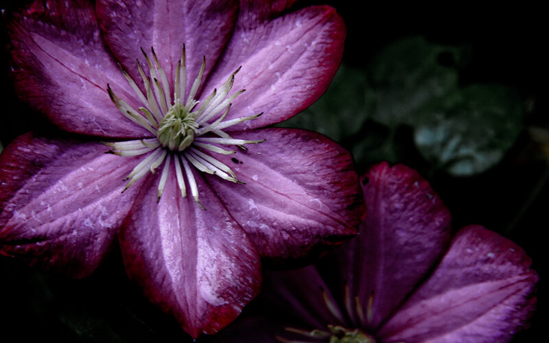 Purple Clematis Flower — Dramatic, Night, Photograph