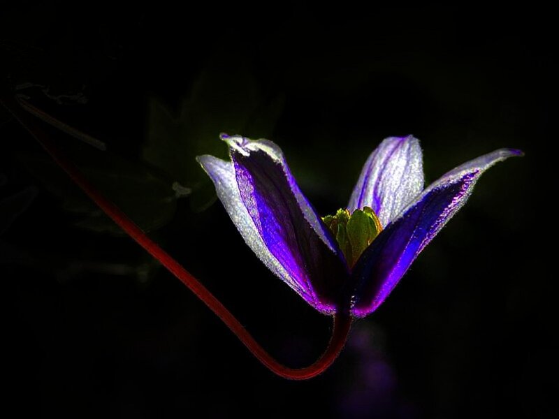 Purple Clematis Flower — Dramatic, Night