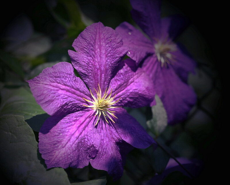 Purple Clematis Flower — Dramatic, Photograph, Leaves