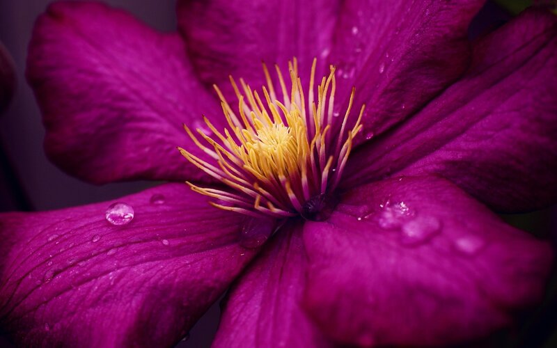 Purple Clematis Flower — Dramatic, Photograph, Petals