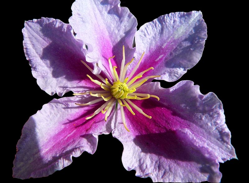 Purple Clematis Flower — Dramatic, Photograph