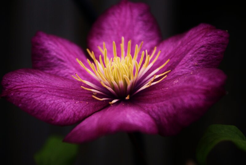 Purple Clematis Flower — Dramatic