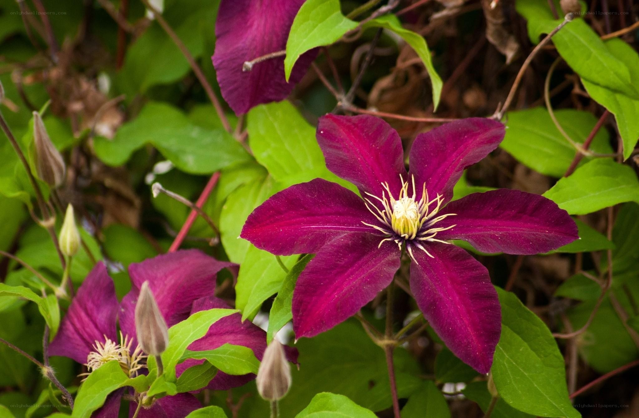 Purple clematis flower in bloom