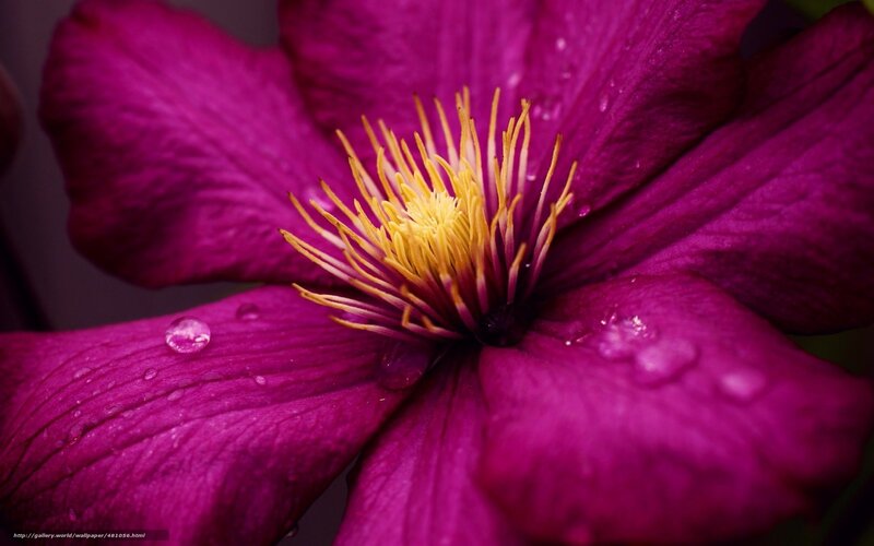 Purple Clematis Flower — Magenta, Dramatic, Photograph