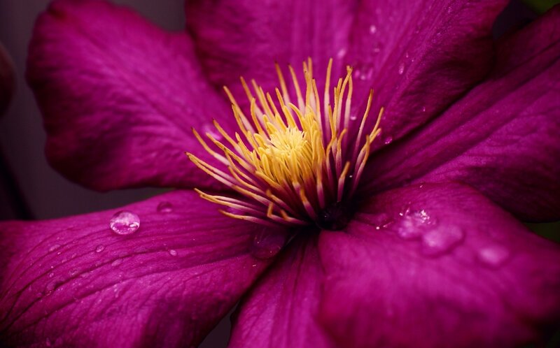 Purple Clematis Flower — Magenta, Dramatic