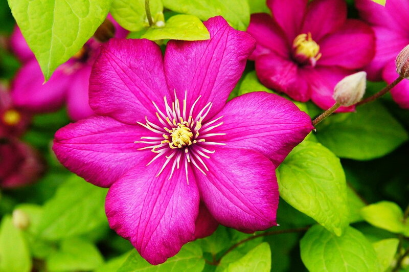 Purple Clematis Flower — Magenta, Vibrant