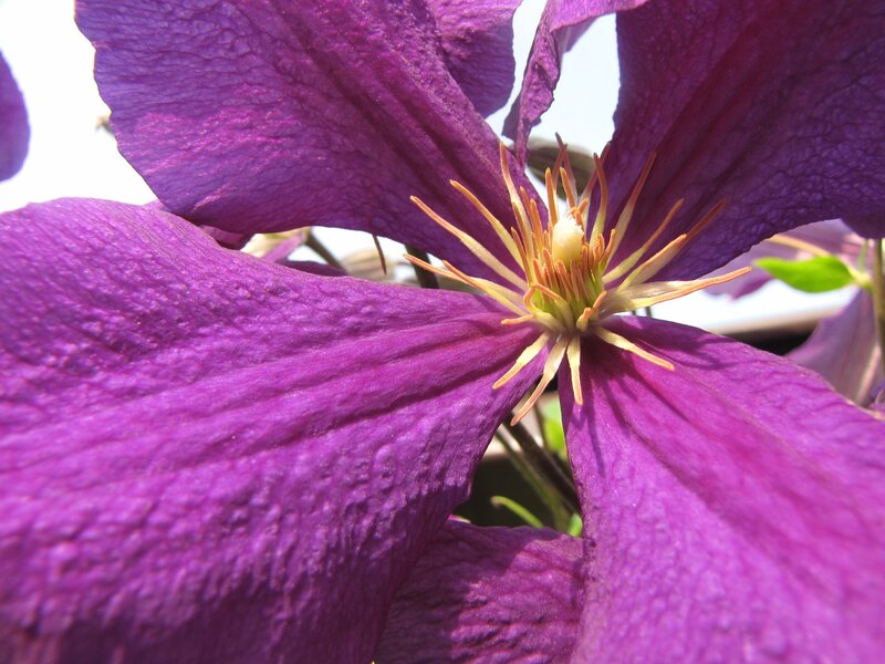 Purple Clematis Flower — Natural, Afternoon, Photograph, Stamen