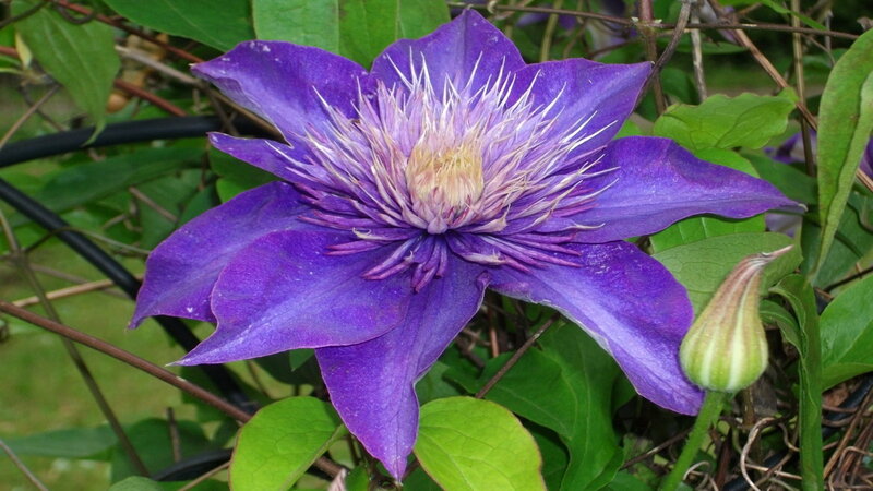 Purple Clematis Flower — Natural, Afternoon